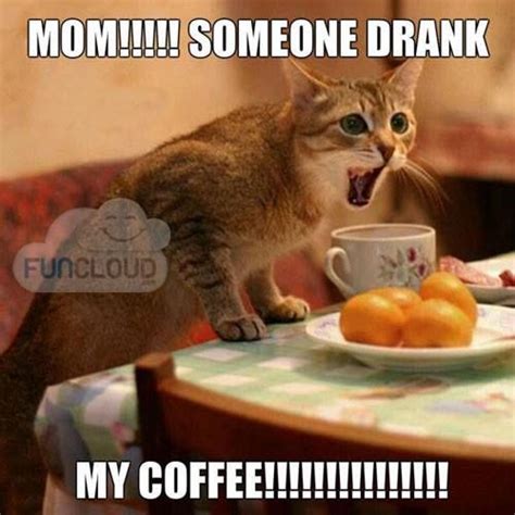 15 Cats Hyped Up On Coffee Memes To Get Your Through This。